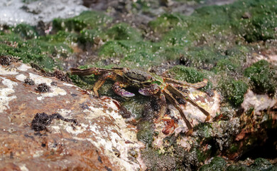 Photo of Crab on rock  , At  Sea end