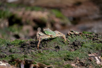 Photo of Crab on rock  , At  Sea end