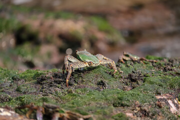 Photo of Crab on rock  , At  Sea end