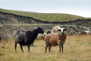 sheep and sheep graze in a meadow in the Caucasus