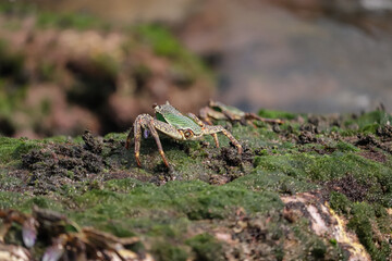 Photo of Crab on rock  , At  Sea end