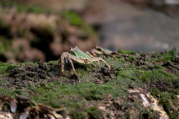 Photo of Crab on rock  , At  Sea end