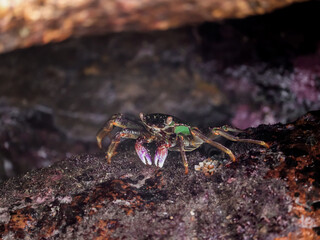Photo of Crab on rock  , At  Sea end