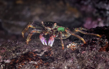 Photo of Crab on rock  , At  Sea end