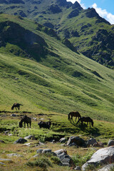 Colorful herd of ranch horses galloping in front of the pryor mountains in Caucasus