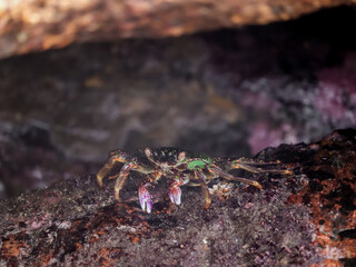 Photo of Crab on rock  , At  Sea end