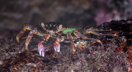 Photo of Crab on rock  , At  Sea end