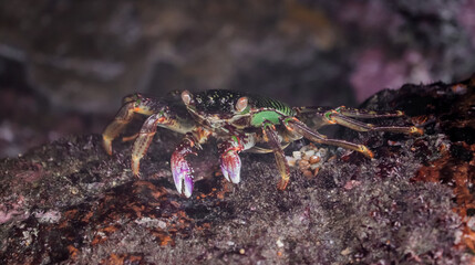 Photo of Crab on rock  , At  Sea end