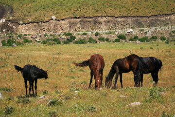horses in the field in the mountains