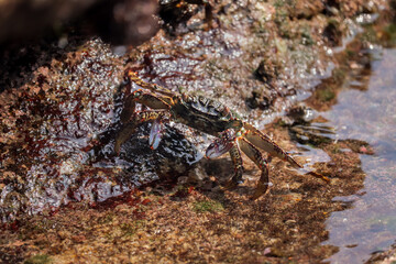 Photo of Crab on rock  , At  Sea end