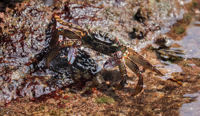 Photo of Crab on rock  , At  Sea end