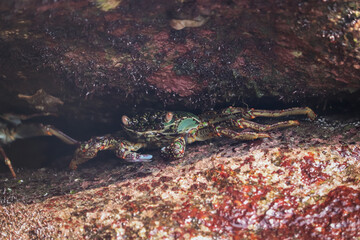 Photo of Crab on rock  , At  Sea end
