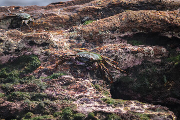 Fototapeta na wymiar Photo of Crab on rock , At Sea end