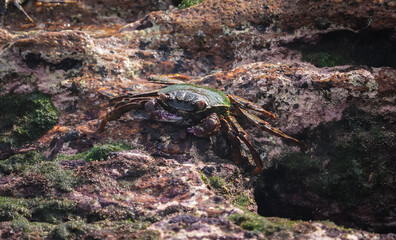 Photo of Crab on rock  , At  Sea end