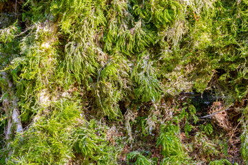 Green forest moss close-up shot , texture, background.