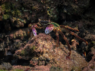 Photo of Crab on rock  , At  Sea end