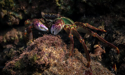Photo of Crab on rock  , At  Sea end