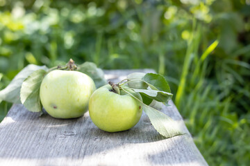 green ripe apples are lying on a wooden table outside in the garden at the farm. selective focus, close-up