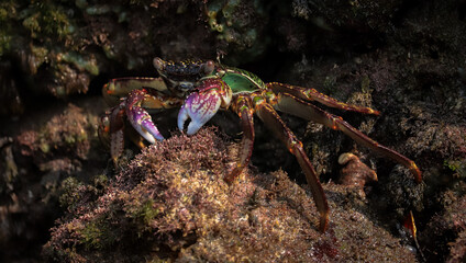 Photo of Crab on rock  , At  Sea end