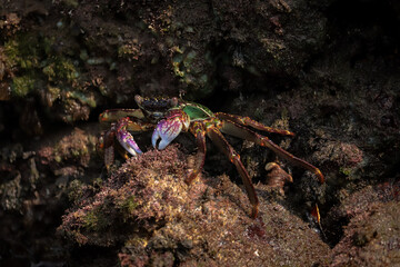 Photo of Crab on rock  , At  Sea end