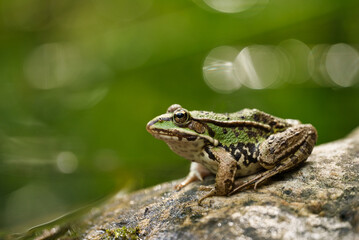 Nahaufnahme eines grünen Wasserfrosch Frosch welcher auf einem Stein sitzt