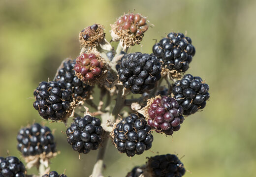 Rubus ulmifolius elmleaf blackberry red and green summer berries still immature, on deep green and out of focus background