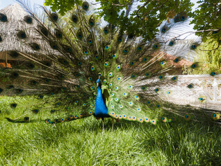Peacock (Pavo cristatus) on the lawn. Bright multi-colored plumage. Lush turquoise tail with a blue pattern. Nearby are tropical bushes and a lake with a waterfall.