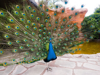 Peacock (Pavo cristatus) on the lawn. Bright multi-colored plumage. Lush turquoise tail with a blue pattern. Nearby are tropical bushes and a lake with a waterfall.
