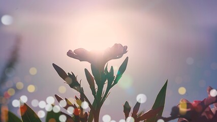 Sunshine flower dreamy summer field