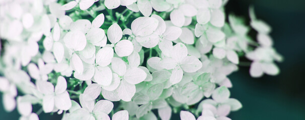 white hydrangea flower with copy space on a green leaves background in the garden