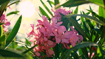 Pink Flower Garden Closeup Nature Spring