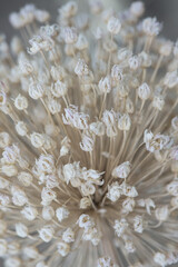 Allium ampeloprasum wild leek umbel dried from this straw-colored summer plant with open seed receptacles on unfocused background