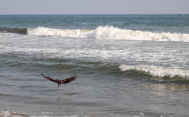 Eagle flying on the sky