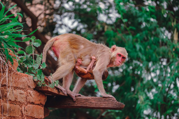 Monkey sitting on the wall 