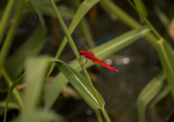 Red Dragonfly sitting on the leaf