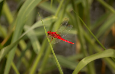 Red Dragonfly sitting on the leaf