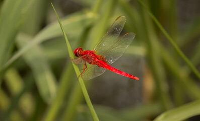 Red Dragonfly sitting on the leaf