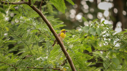 Weaver Bird sitting on the tree