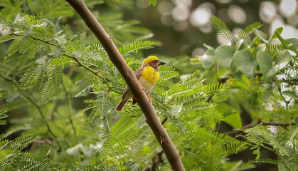 Weaver Bird sitting on the tree