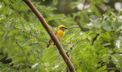 Weaver Bird sitting on the tree