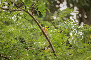 Weaver Bird sitting on the tree