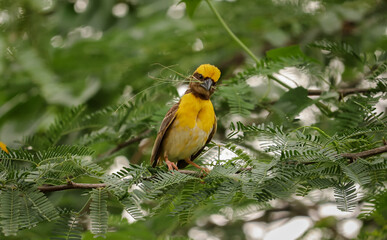 Weaver Bird sitting on the tree