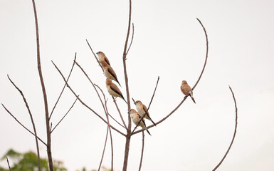 Birds sitting on the tree branch