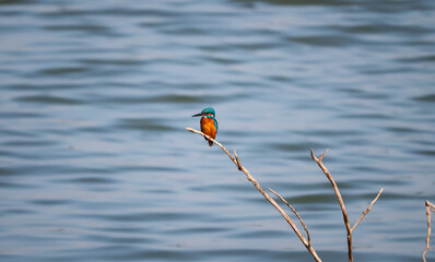 KingFish Bird sitting on the tree branch	