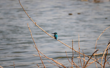 KingFish Bird sitting on the tree branch	