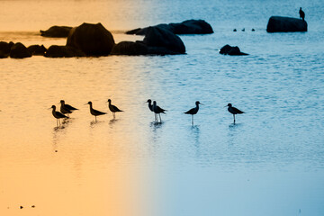 Little Birds at river end , Sunset view at River	