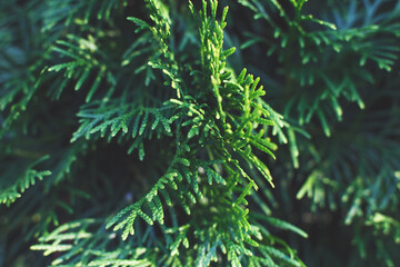 a thuja close up. the thuja branch background