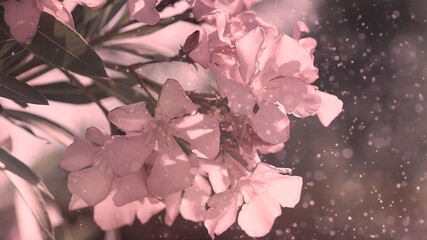 pink spring flowers with sprinkles of light and dust