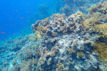 Fototapeta na wymiar Colorful coral reef at the bottom of tropical sea, hard corals and fishes Anthias, underwater landscape