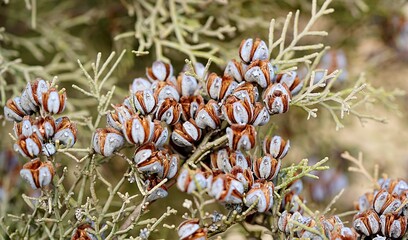 Pine Tree Green Summer Background Nature